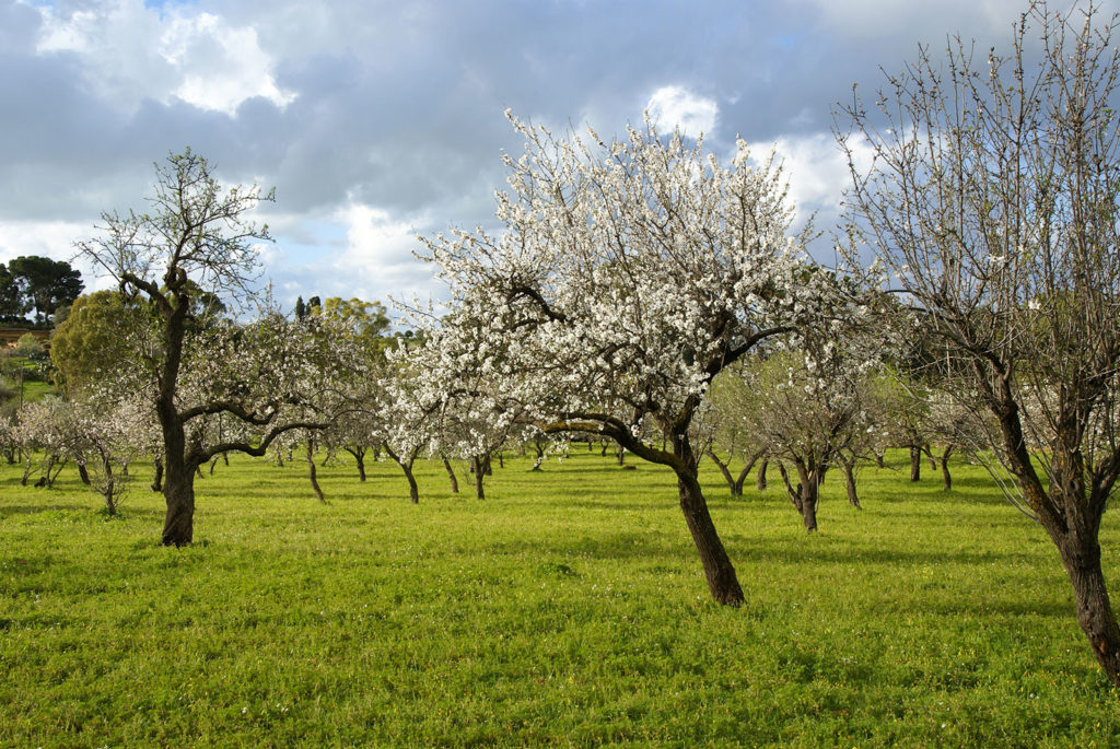 Mandorlo in fiore