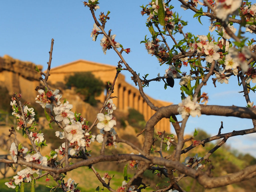 Fiori che sbocciano sulle antiche rovine