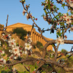 Fiori che sbocciano sulle antiche rovine