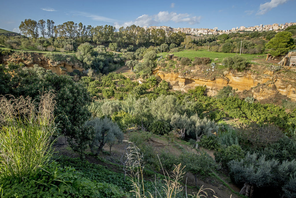 Gli agrumi della Valle