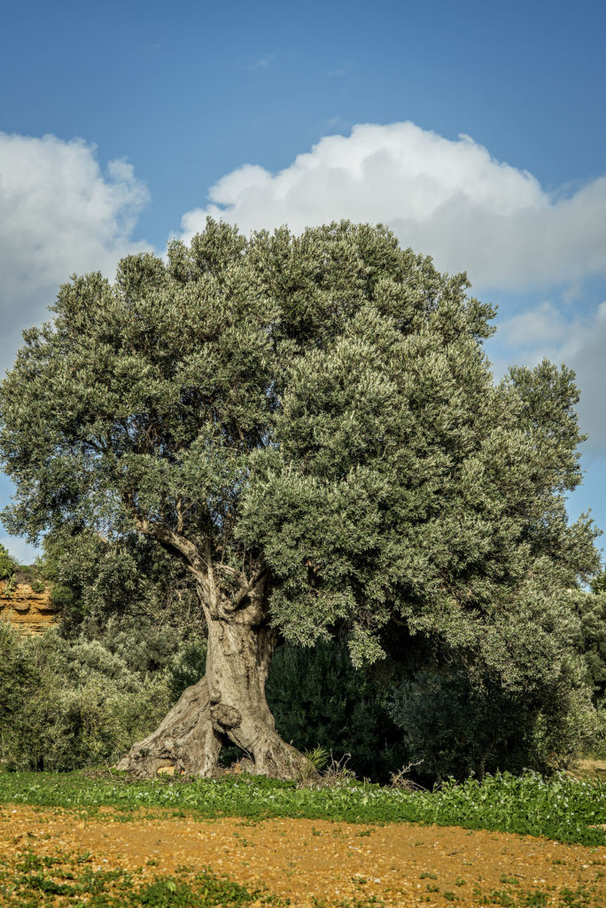 I Patriarchi della Valle