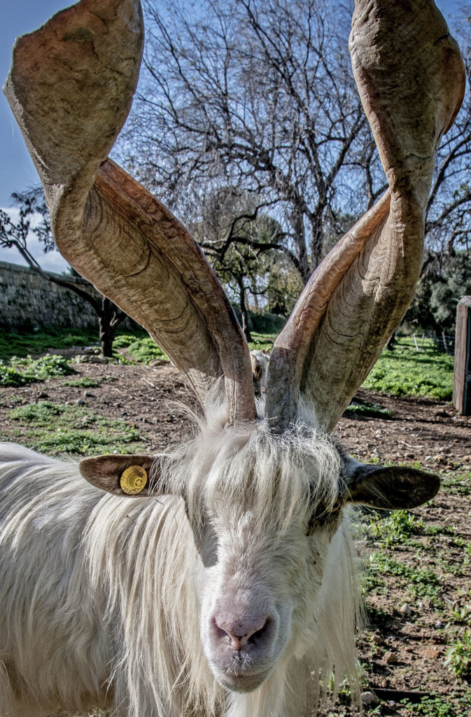 The Girgento goat