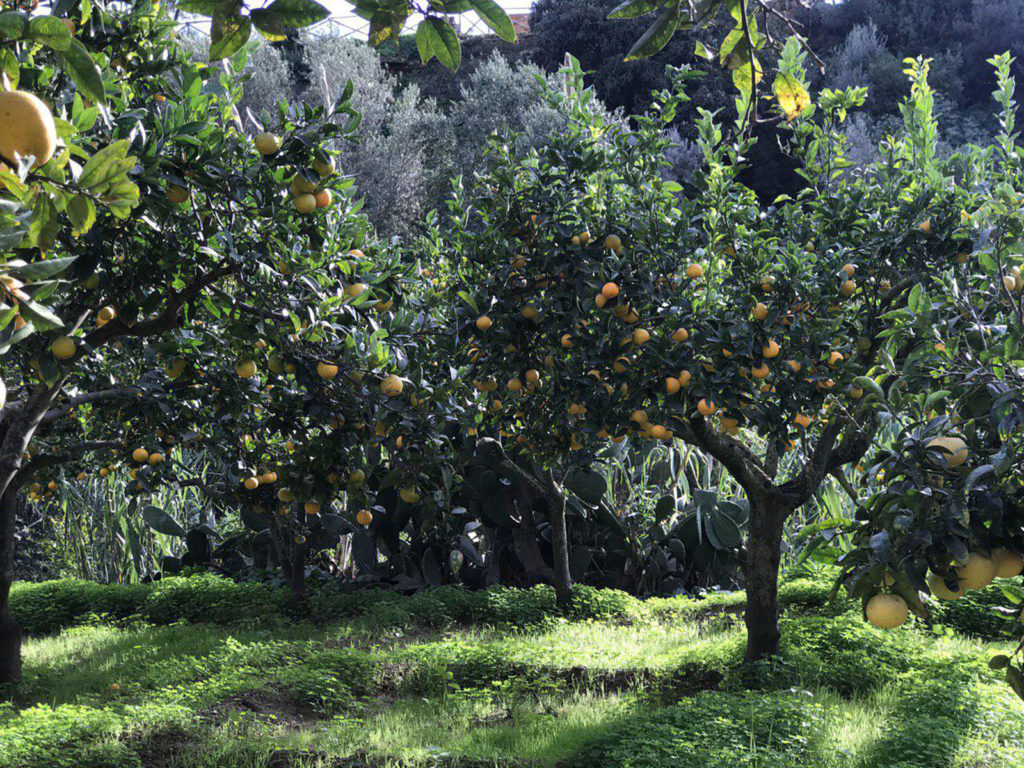 Gli agrumi della Valle