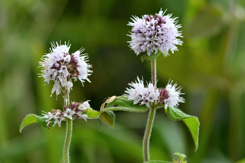 Menta acquatica