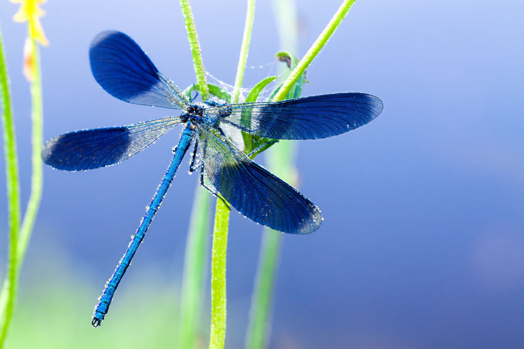 Libellula