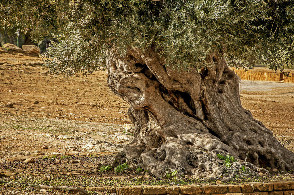 Gli antichi tronchi dei patriarchi della Valle