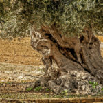 Gli antichi tronchi dei patriarchi della Valle