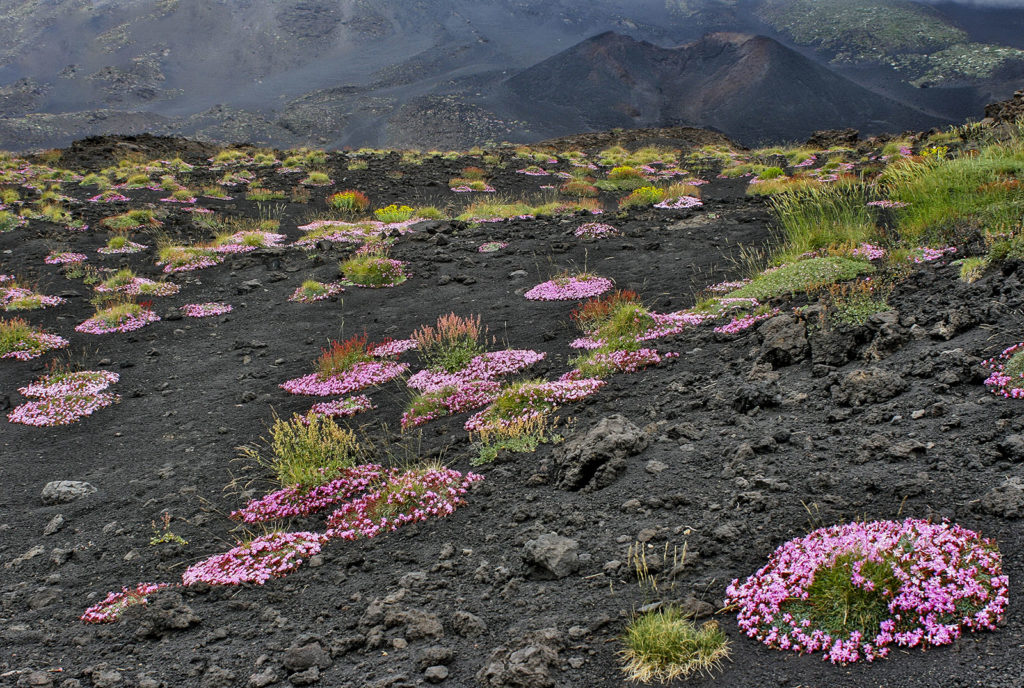 fiori ed arbusti in mezzo alla cenere nelle zone di media montagna